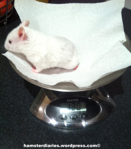 Casper the Syrian hamster being weighed!